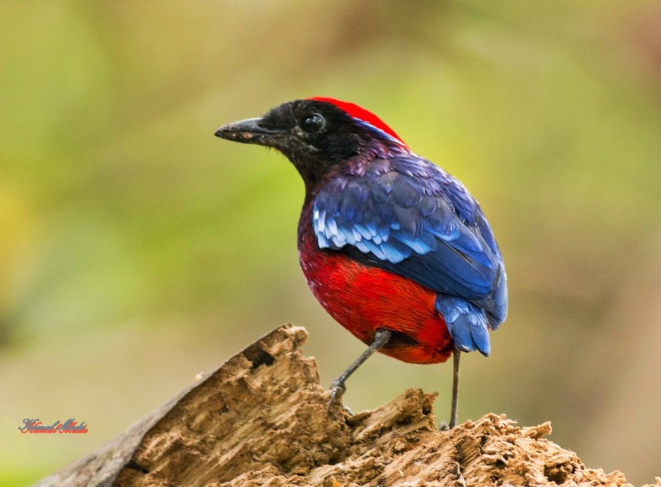 Paradise Birds Paradise Anna Nelly