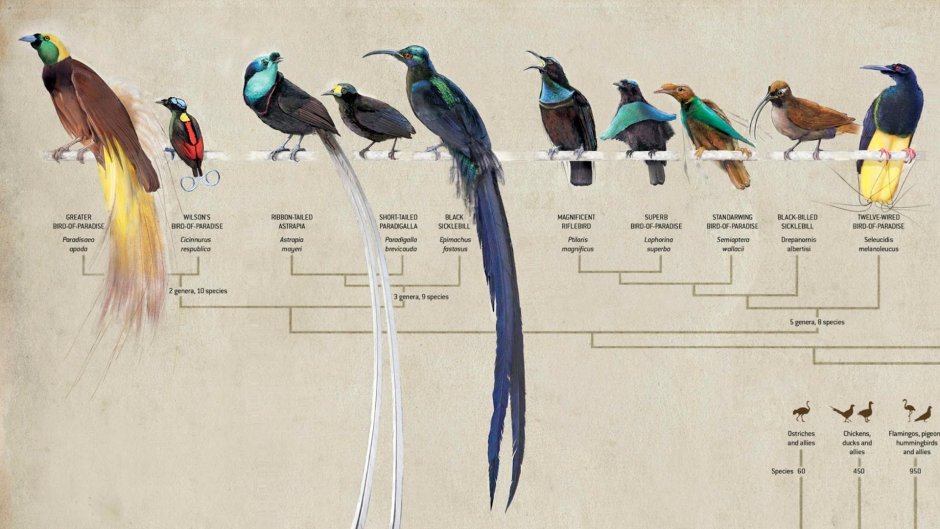 Nelly Paradise Birds