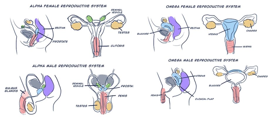 Woman Alpha Omegavers Anatomy