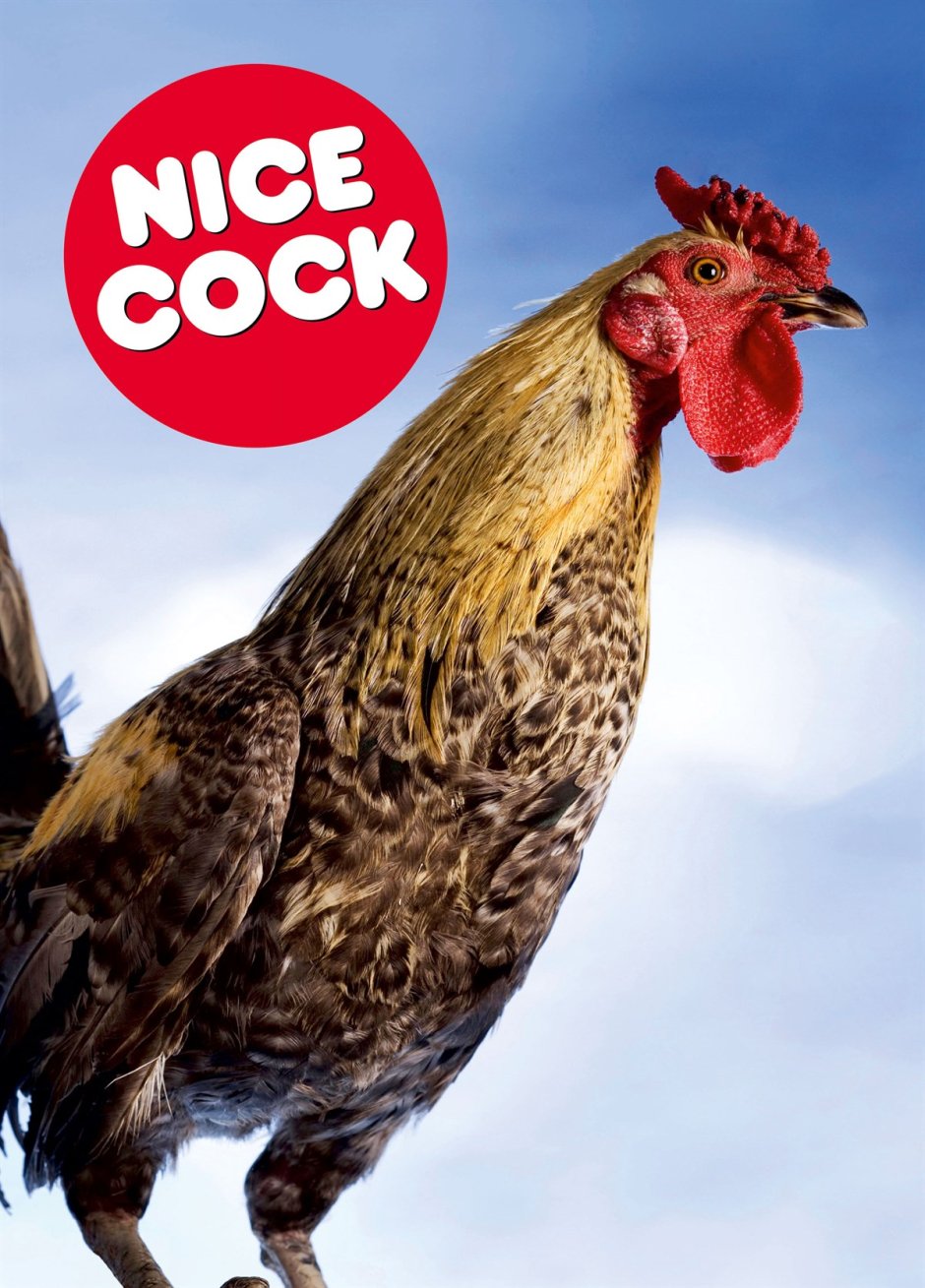 Nice Cock Rooster