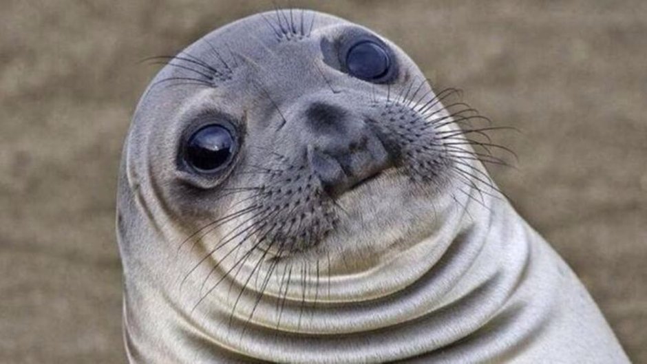 Funny seal