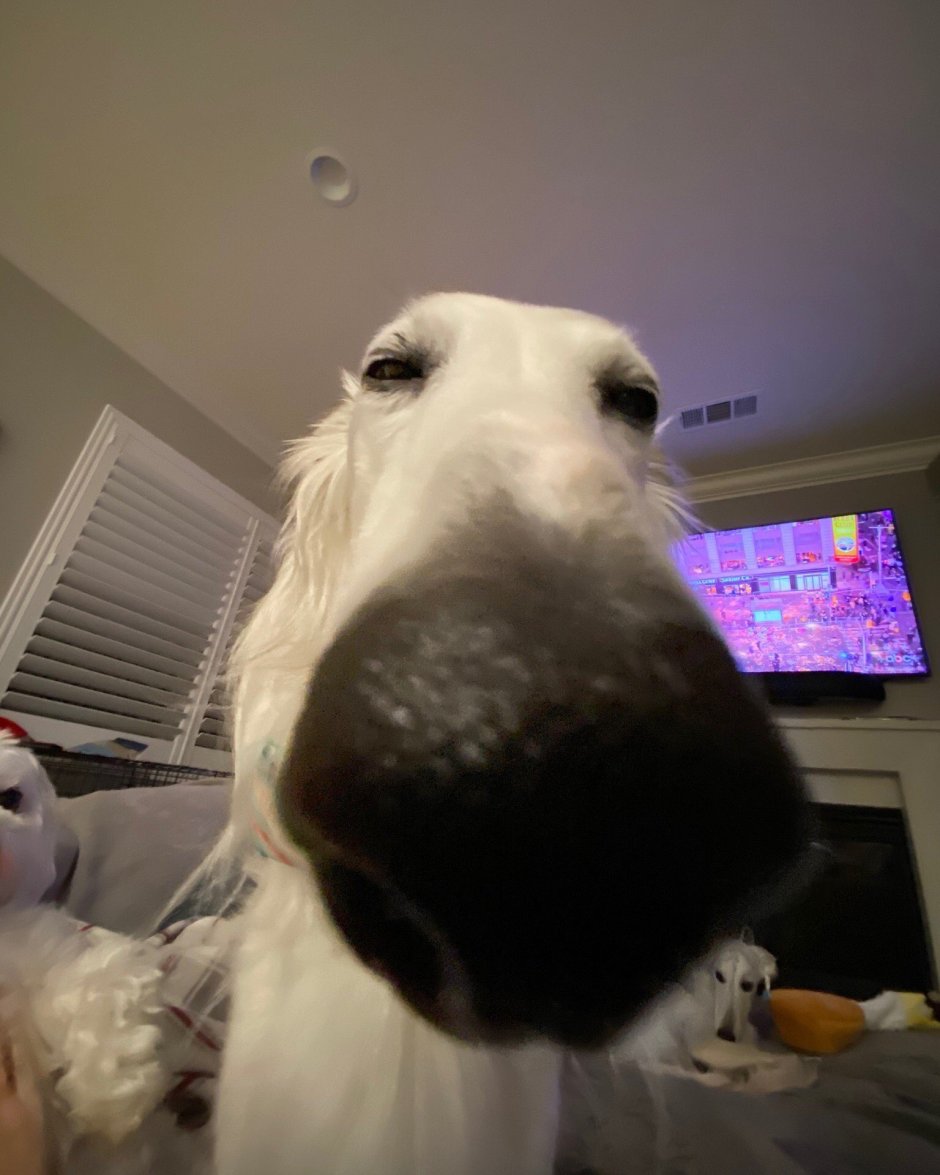 Nice Balls Bro Dog