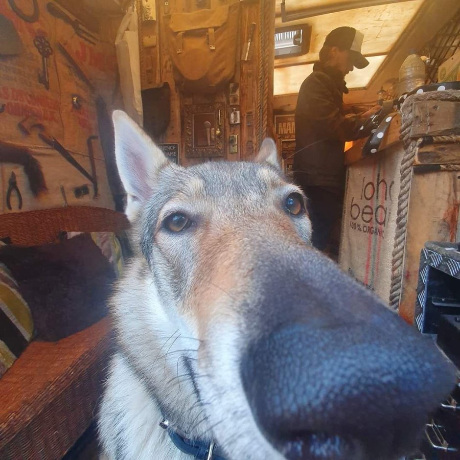 Dog Ichkeria meme
