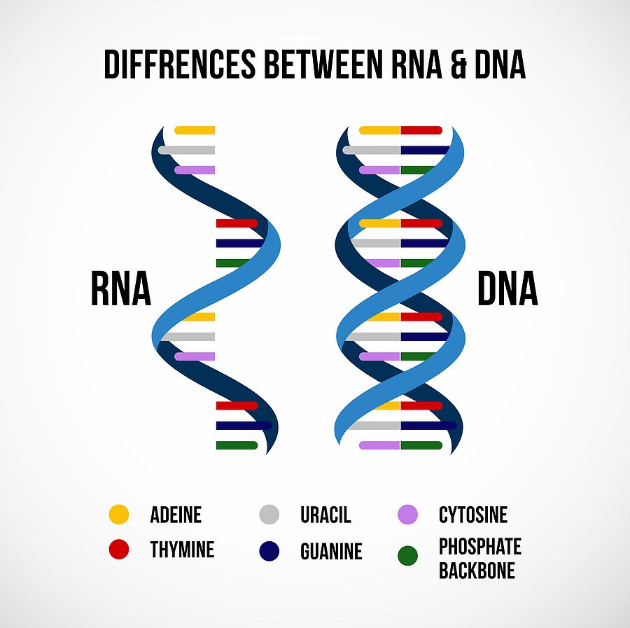 DNA and RNA