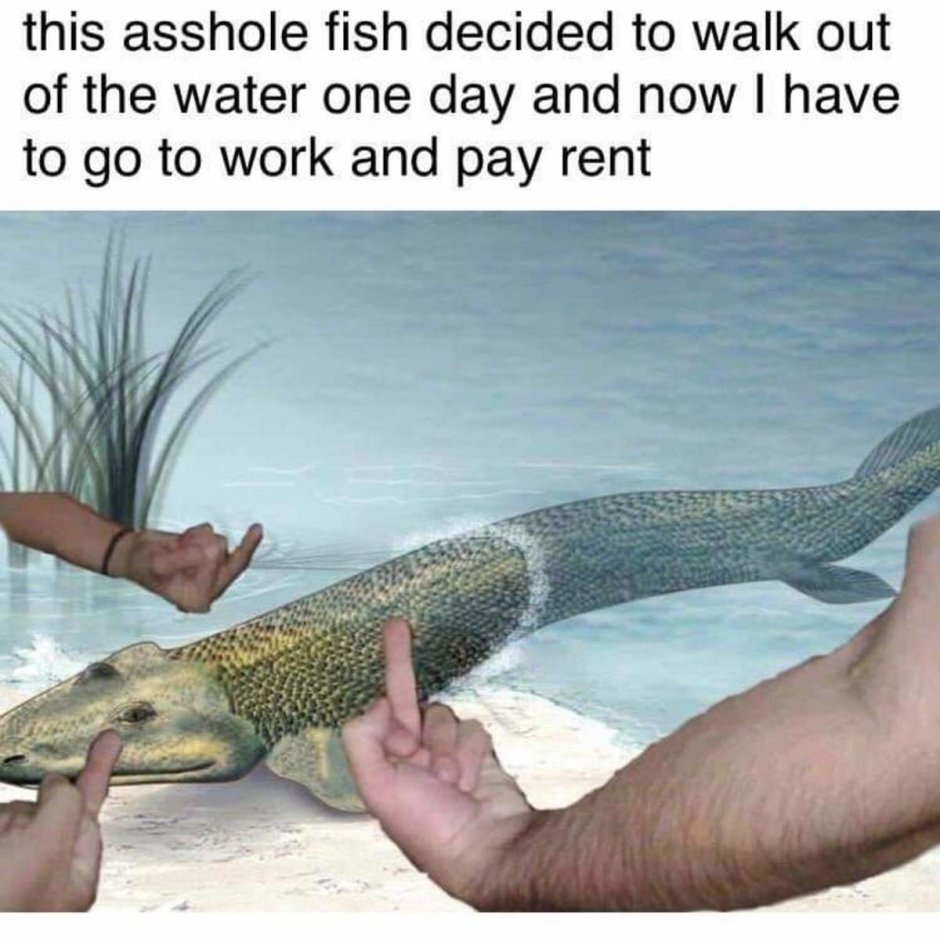 Australian Guy Meme