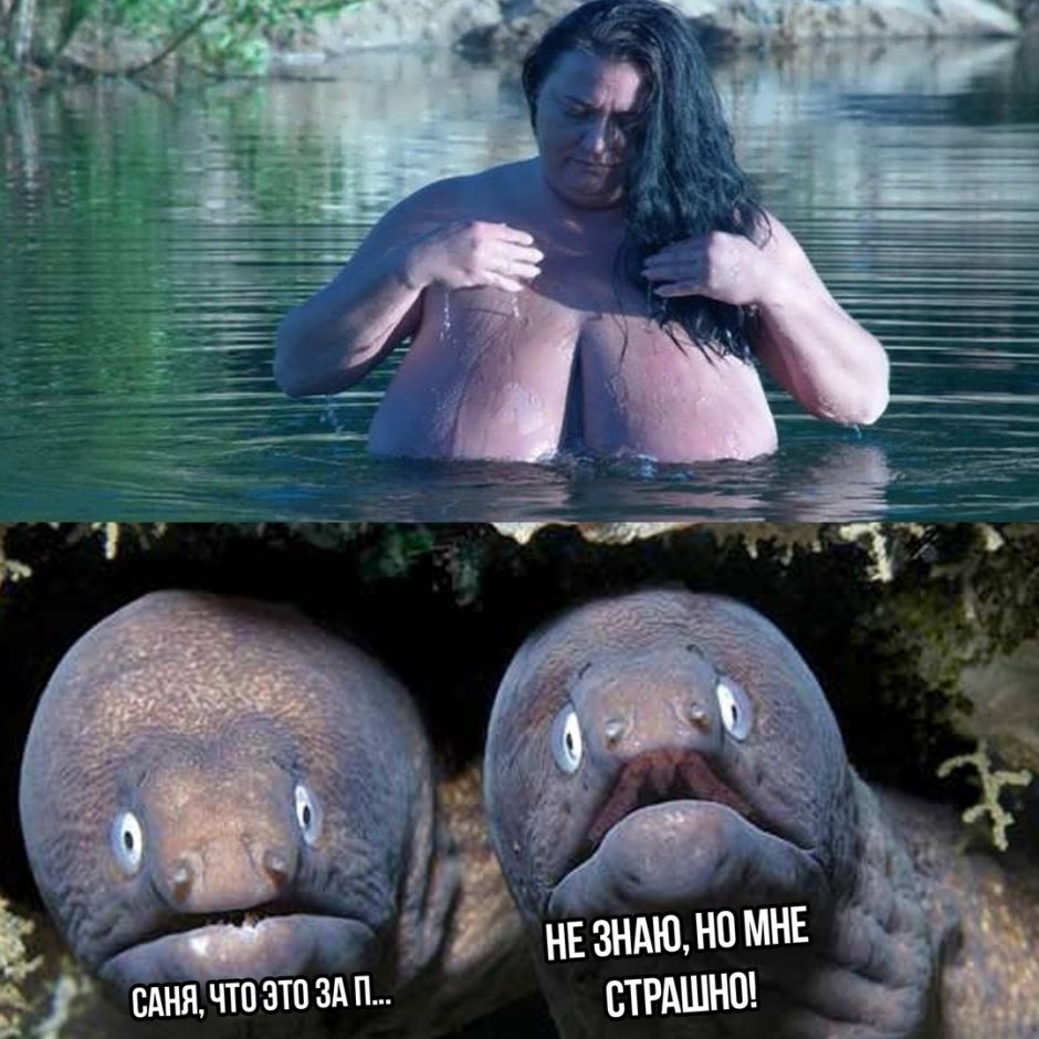 Furry and fishing meme