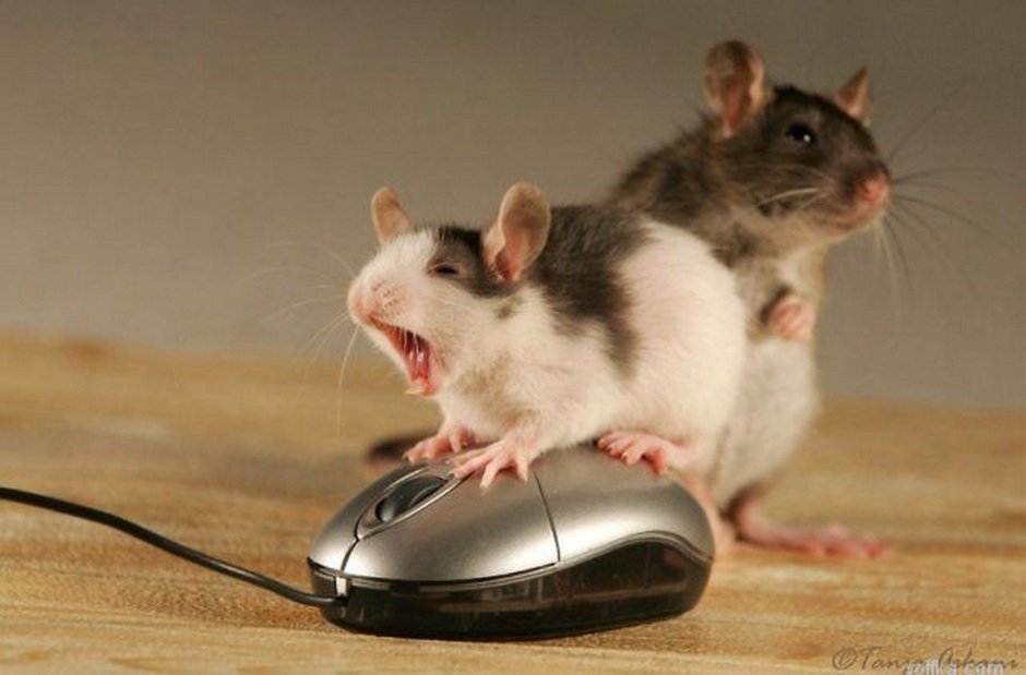 Image of the mouse pointer