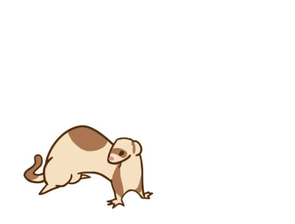 HIF ferret