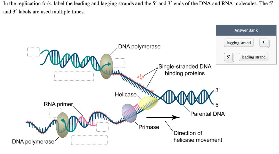 DNA replication thrombone model