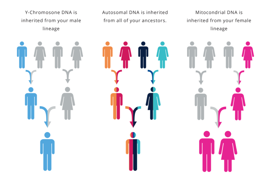 My Living DNA