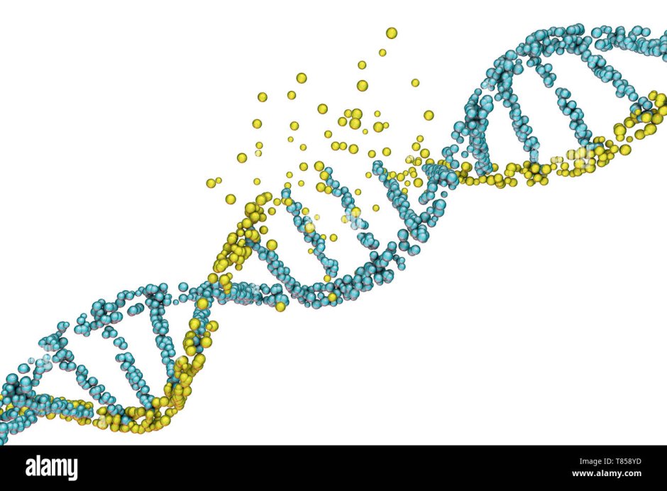 DNA chain on a transparent background