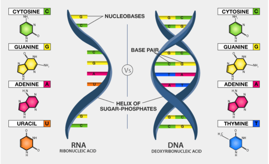 RNA spiral