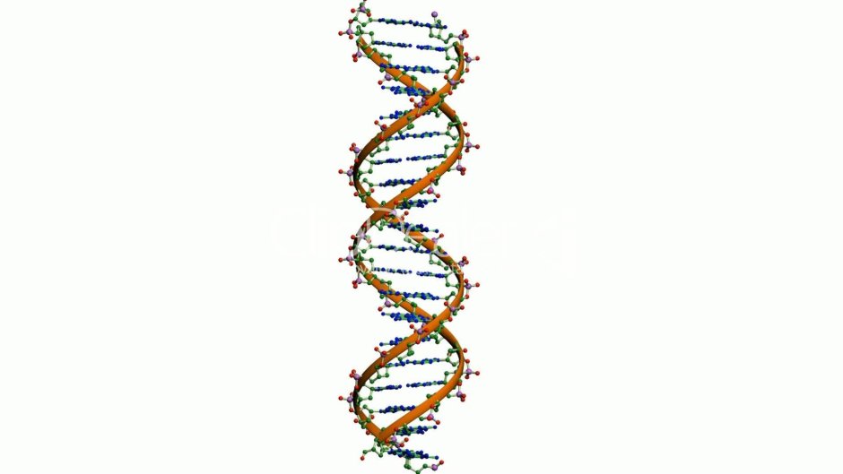DNA spiral