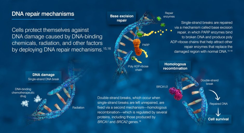 DNA Repair Mechanism