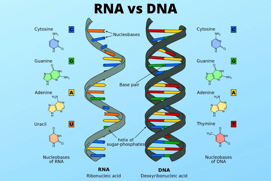 DNA. DNA replication. Gene