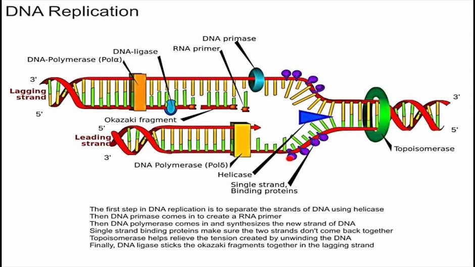 DNA Replication