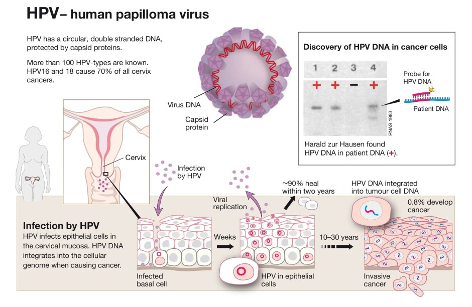 HPV papillomavirus DNA virus
