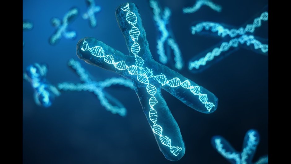Beautiful chromosomes