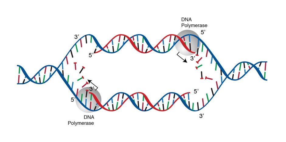 Polymerase DNA replication