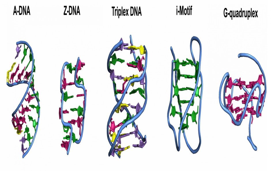 DNA triplexes
