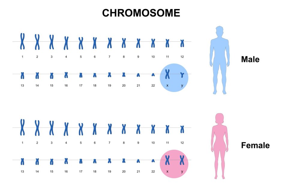 Y chromosome male or female