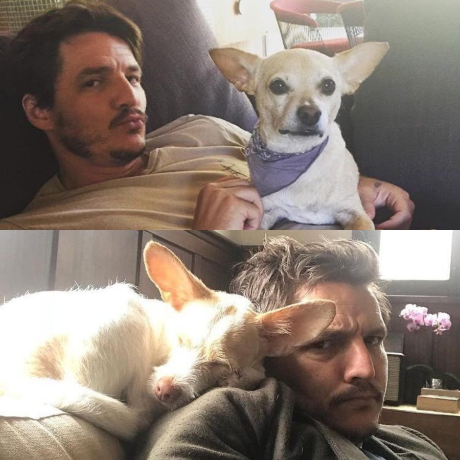 Pedro Pascal dog Edgar