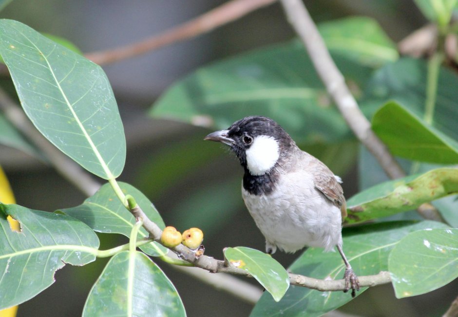 Paradise Birds Paradise Katrin