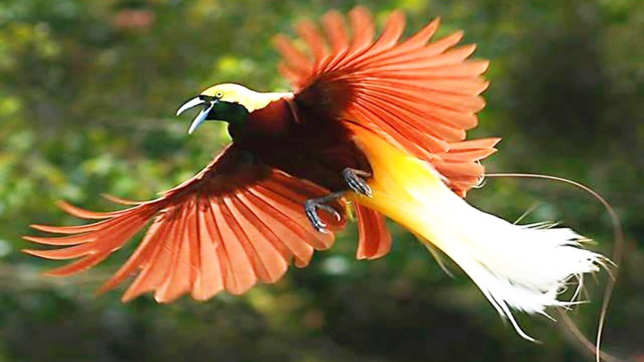 Paradise birds of New Guinea