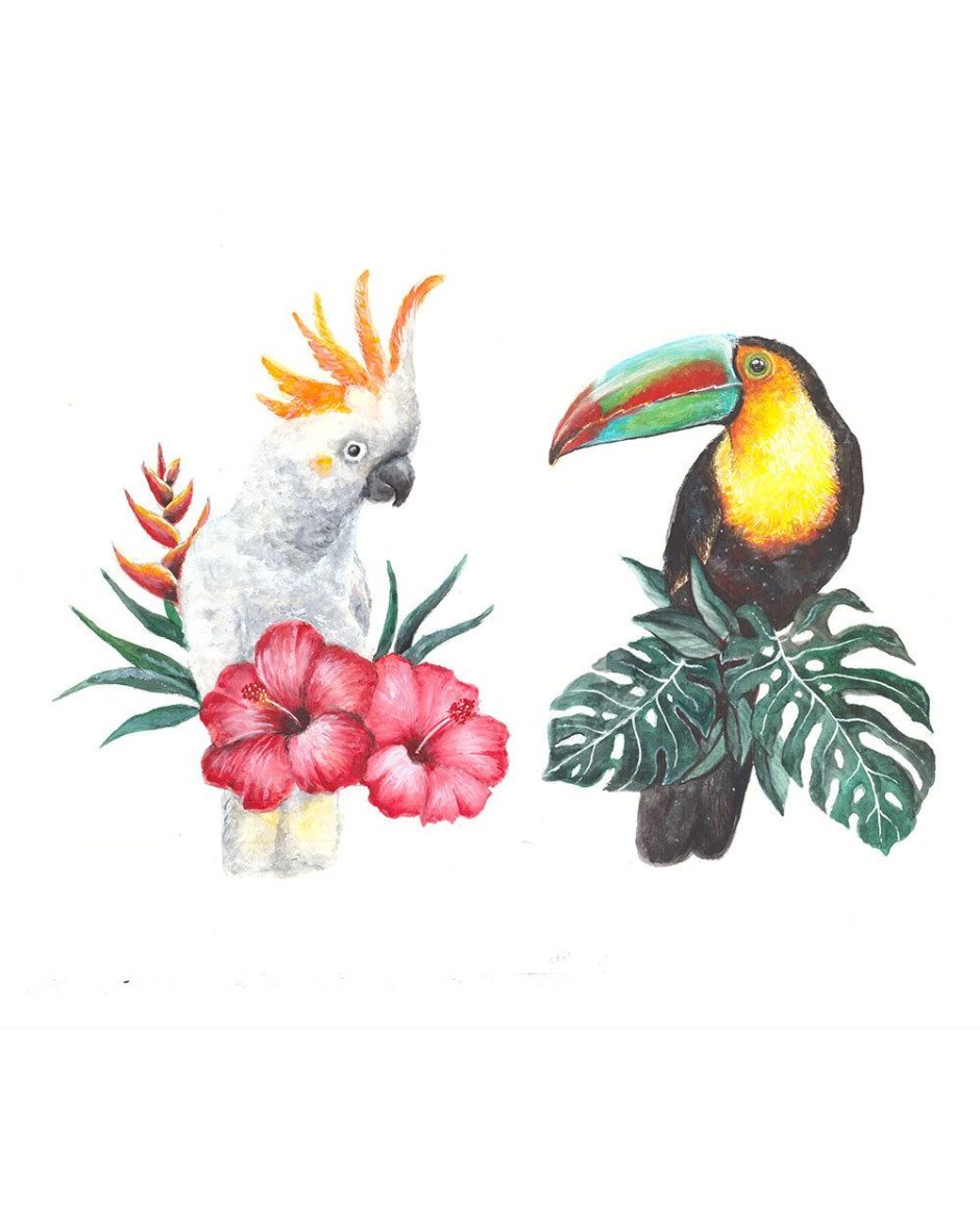 Paradise Birds Paradise Katrin