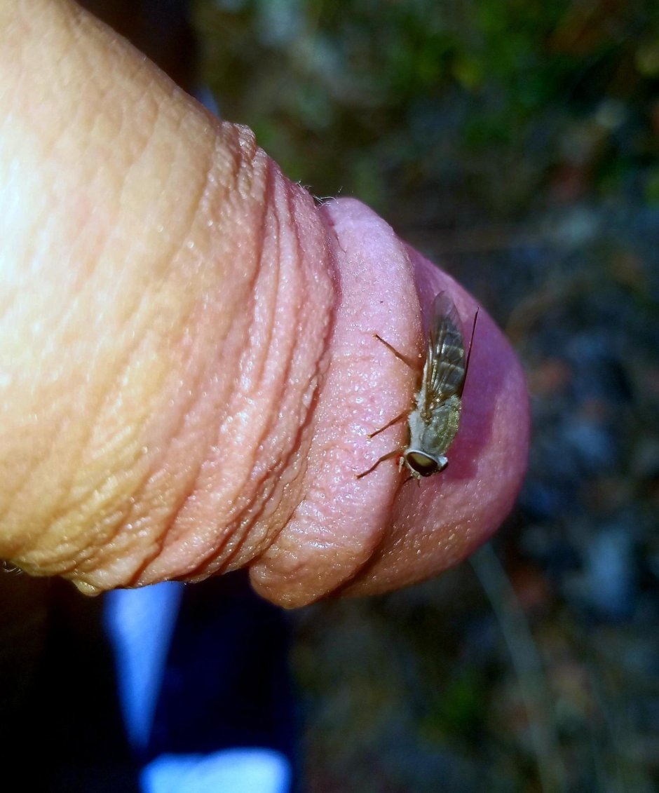 Formcophilia with insects