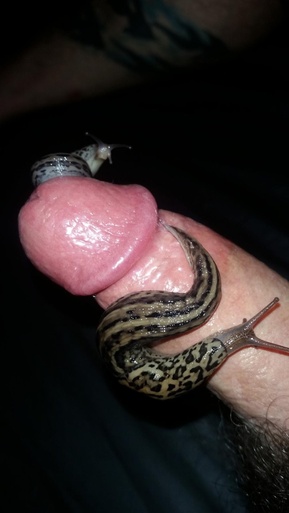 Formcophilia member of the leech