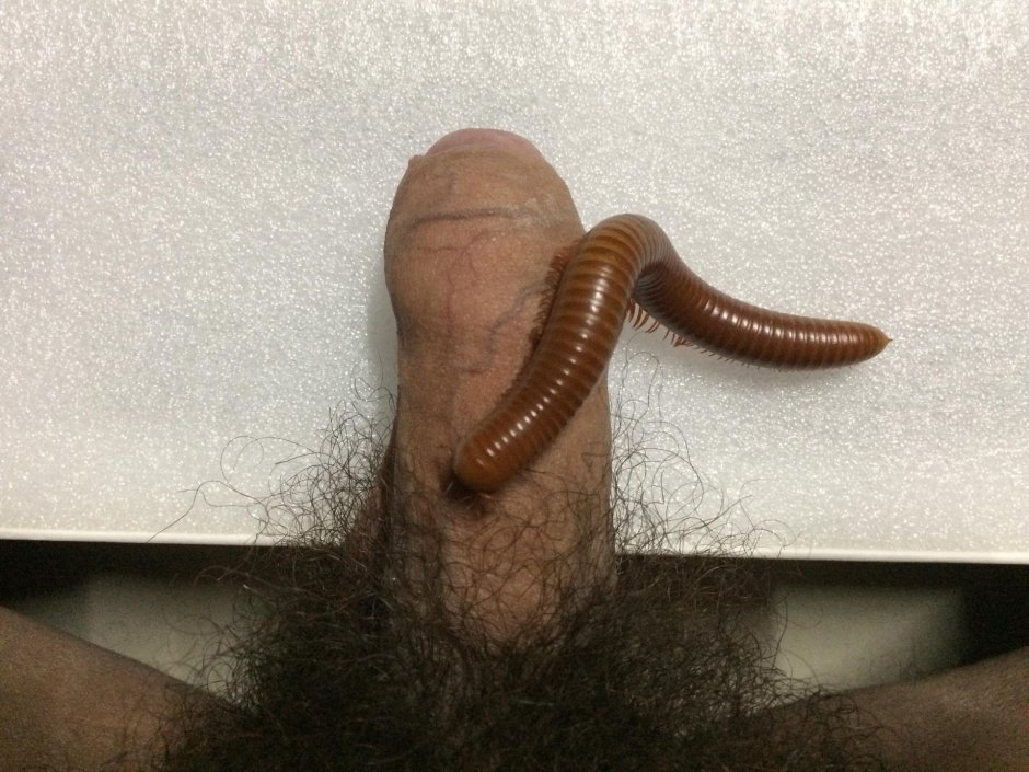 Formcophilia with insects