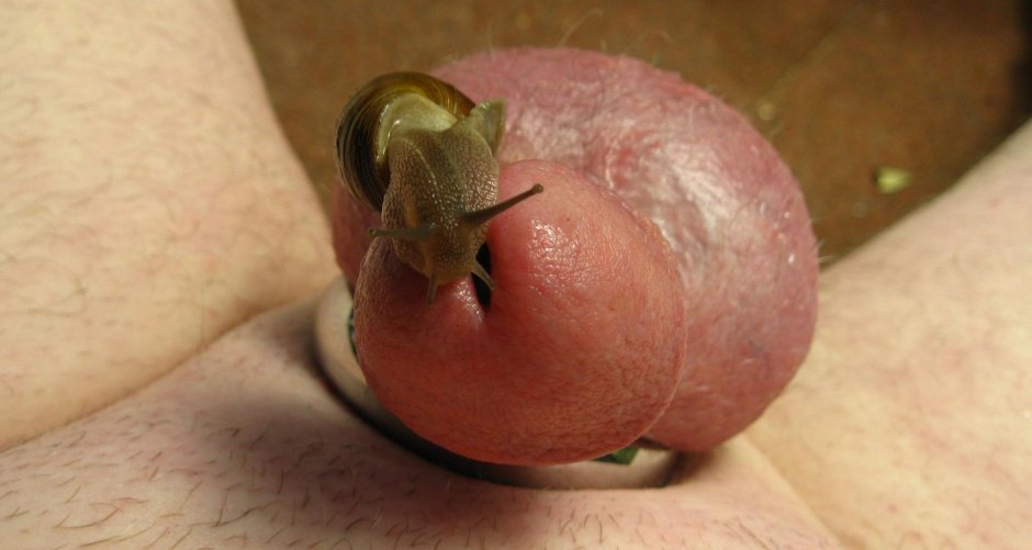 Snail crawls on a member